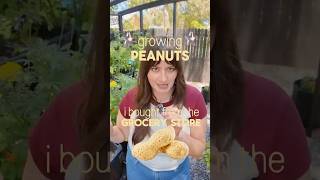 Growing peanuts from the grocery store! #gardeningforbeginners #growyourownfood #containergardening