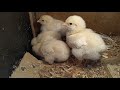 Pequeños pollitos recien nacidos
