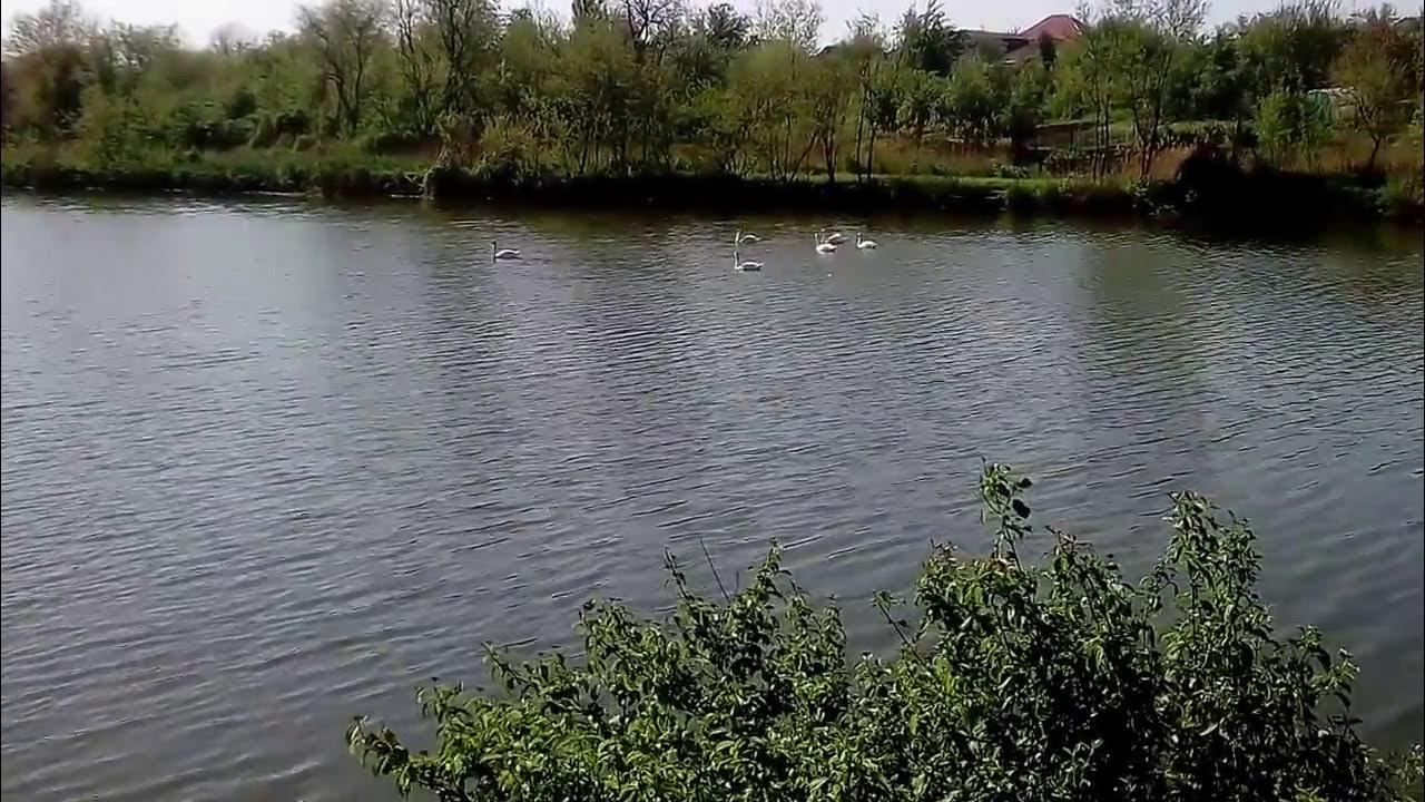 Станица новомалороссийская краснодарский край. Выселки Краснодарский край. Новомалороссийская Краснодарский край. Станица Выселки. Река в Выселках Краснодарского.