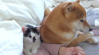 The Shiba Inu and the cat had a more parentchild feel... The way they slept twice was so cute.
