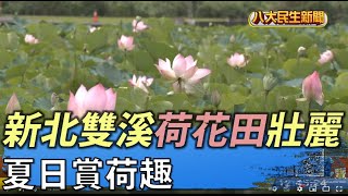 夏日賞荷趣新北雙溪荷花田壯麗|【民生八方事】| 2022061406 ... 