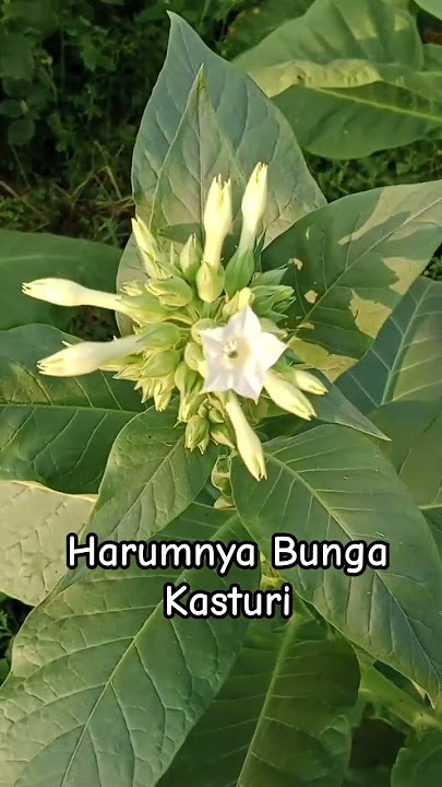 Harumnya Kasturi #subcribe