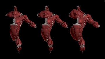 3. Target Shapes for Flexed muscles