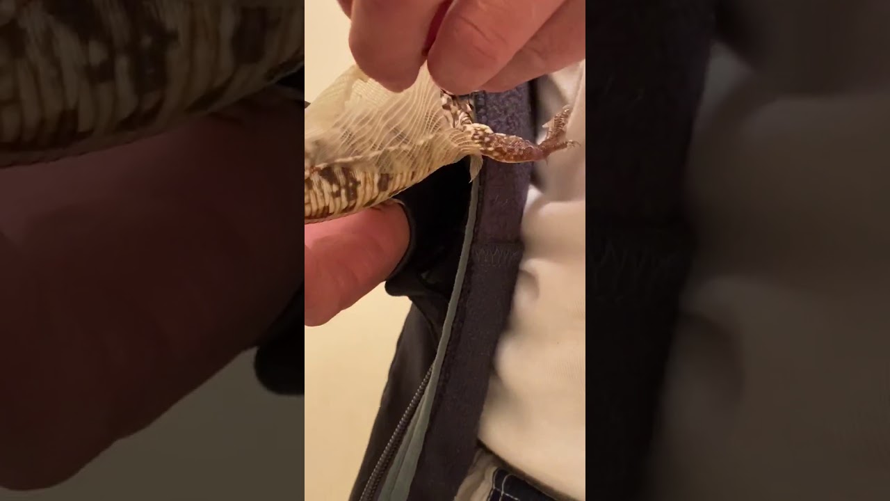 shedding Red Tegu