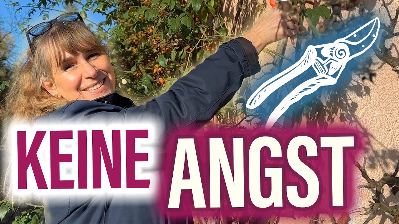 Aufräumen ALTE Rosen JETZT zurückschneiden für Blütenpracht! 🌹🥶☀️