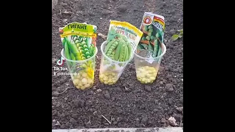 Сажаем горох правильно