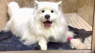 My dog smiles at her mom after being hospitalized all day