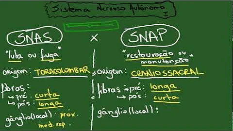 Como é dividido o sistema nervoso autônomo Cite algumas ações?