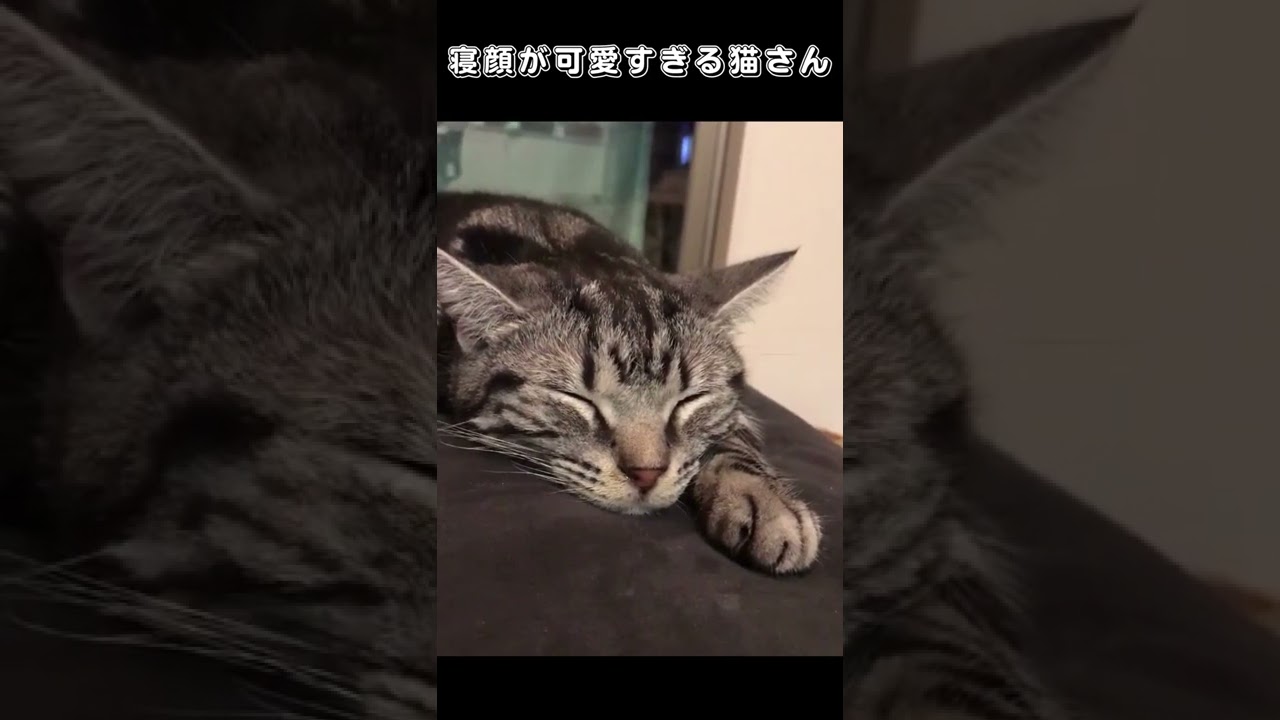 寝顔が可愛すぎる猫さん Youtube