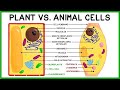 Plant Cells vs. Animal Cells: Compare & Contrast!