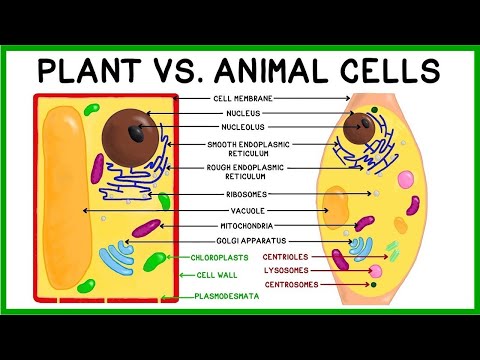 Plant Cells vs. Animal Cells: Compare & Contrast!