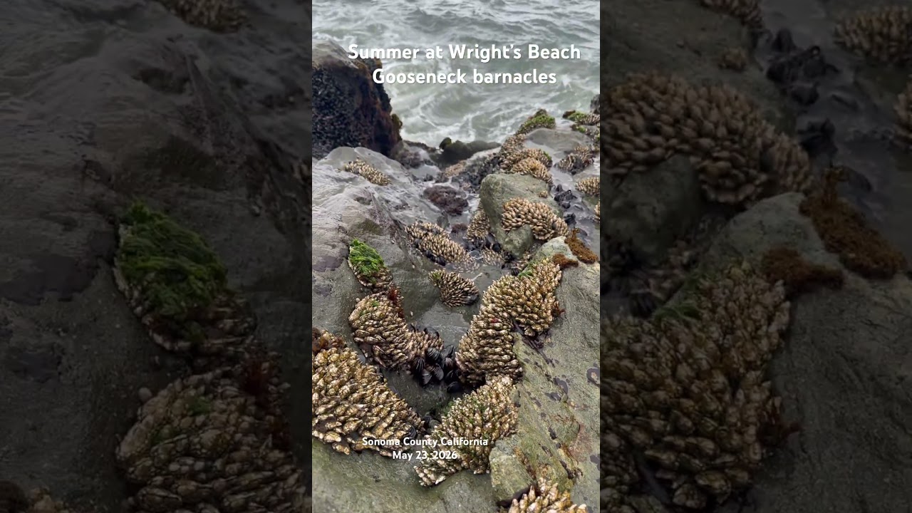 Wright’s Beach Sonoma County California May 2026