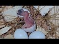 Baby birds hatching and handfeeding Q&A
