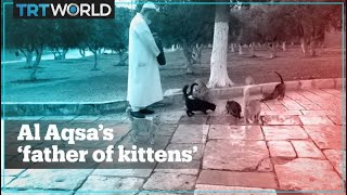 Meet ‘the father of kittens’ who feeds the animals at Al Aqsa Mosque