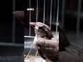So Innocent! This Baby Java Sparrow Is Too Cute To Handle 😍 | Aviro BD #shorts #javasparrow #birds