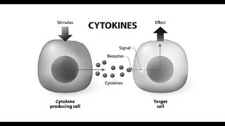 Types Or Classification of Cytokines Based on Functions