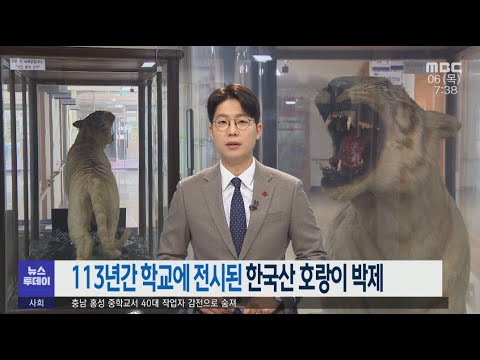 한국산 호랑이 박제, 113년간 학교에 전시-R (220106목/뉴스투데이)