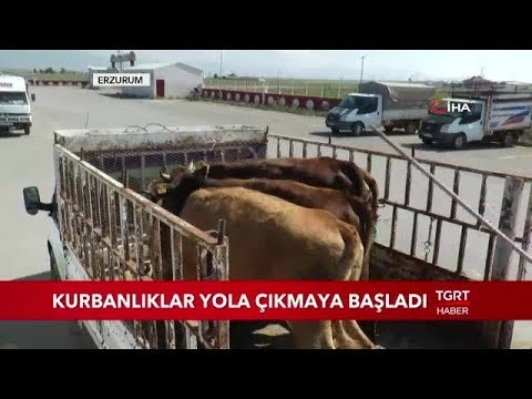 Kurbanlıklar Yola Çıkmaya Başladı