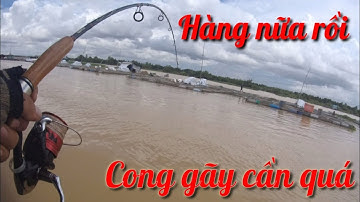 Cá tra,cá cóc,cá úc nay đi câu toàn hàng khủng đặc sản |Câu cá tra sông.