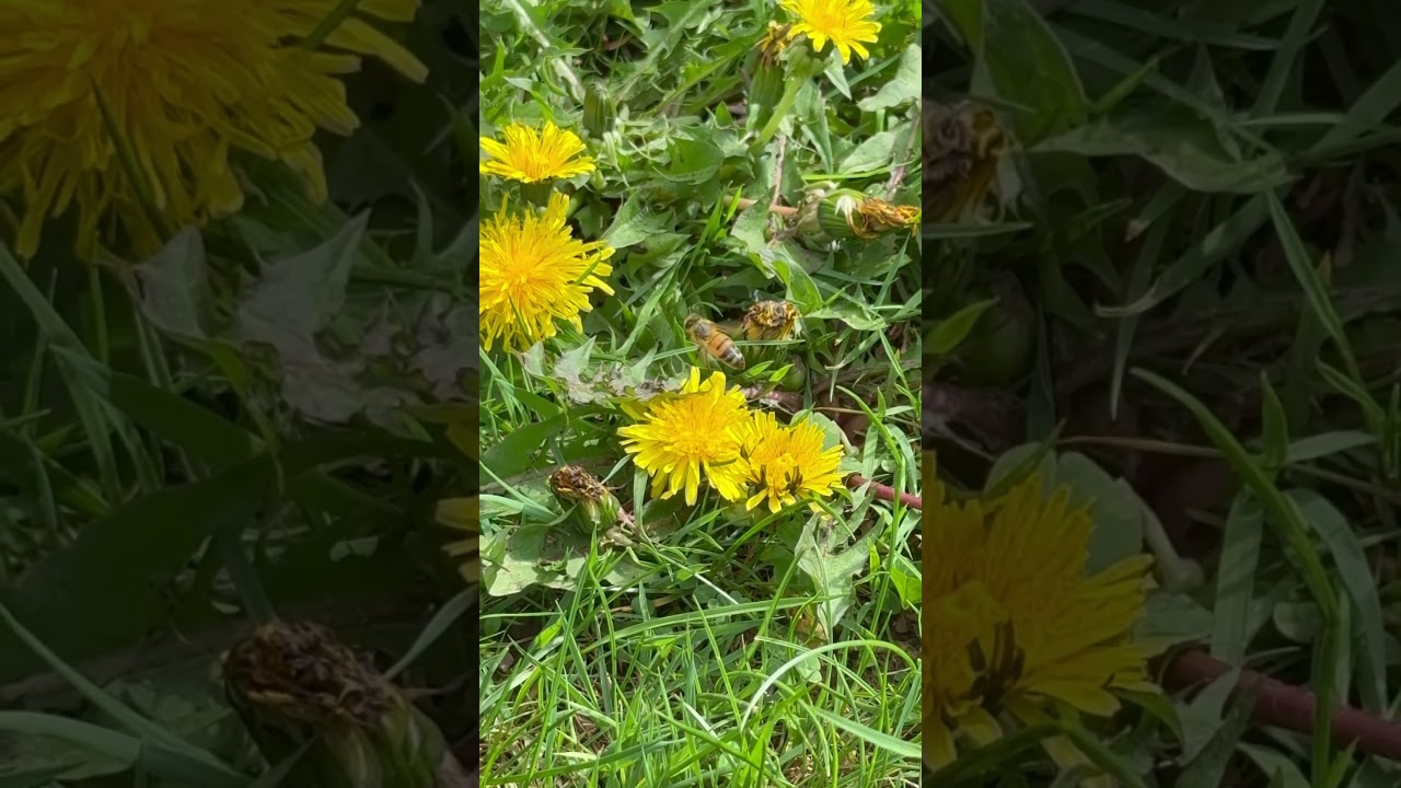 A honey bee pollinating a flower, a key indicator of Maine's ecosystem health.