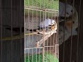 Cockatiel x Parakeet lovebird mating