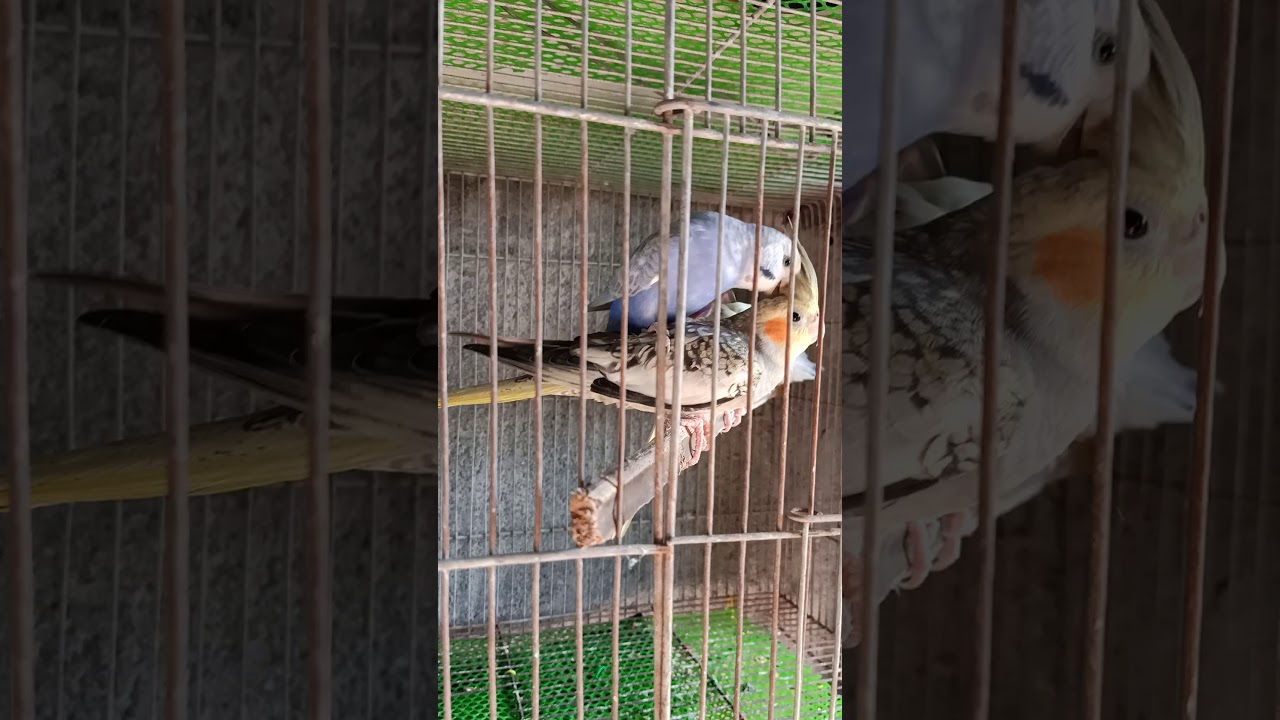 Cockatiel x Parakeet lovebird mating YouTube