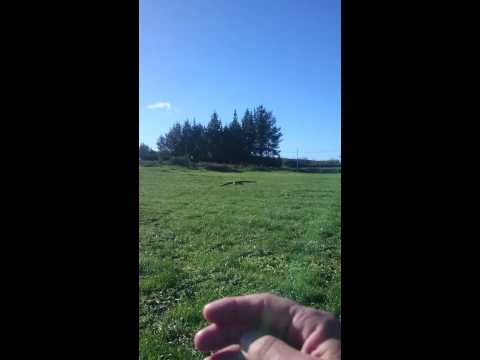 Vuelo libre guacamayo