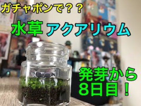 ガチャポンの水草アクアリウム 育ててみた Youtube