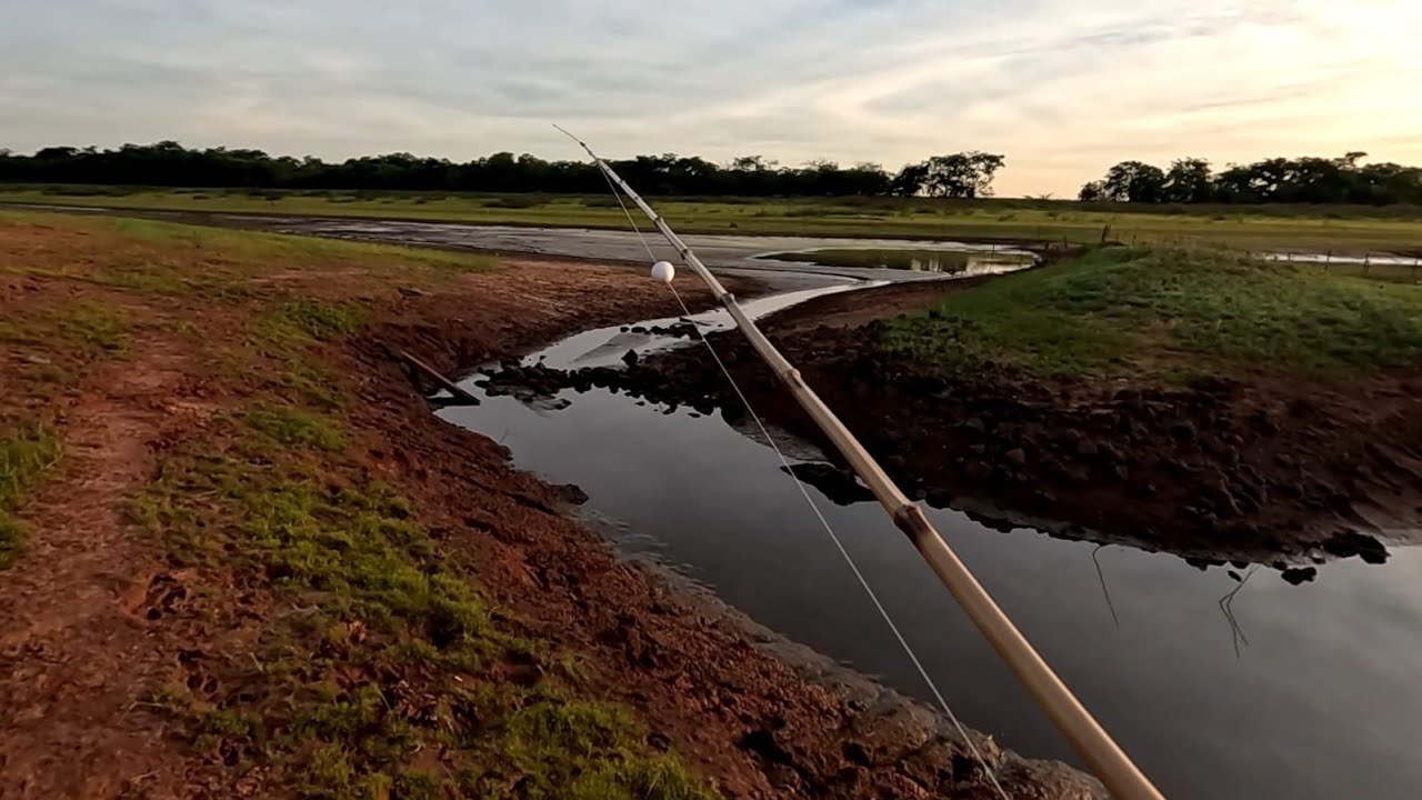 Pescaria de tucunaré e traíra e veja a quantidade de tilápias gigantes no Rio marinheiro Cardoso sp 