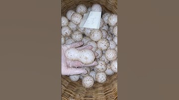 10 ngày bảo tồn rùa biển ngày 1 #dulichvietnam #khongdungbuocchan #travel #kechuyendulich #condao