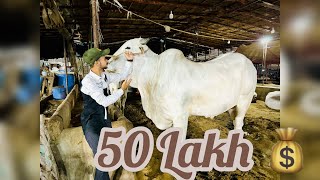 Mustafa Hanif se milne chaly gaye || Mandi me 50 lakh ka janwar 🐮💰