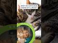 Why Do Cats Hide Signs of Illness?