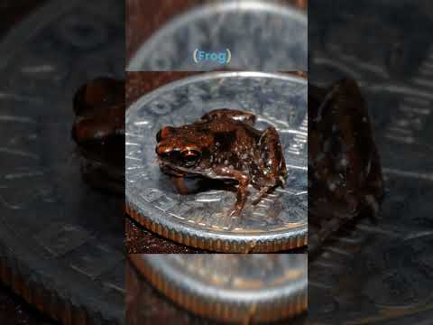 Video: Was ist der kleinste Arthropode?