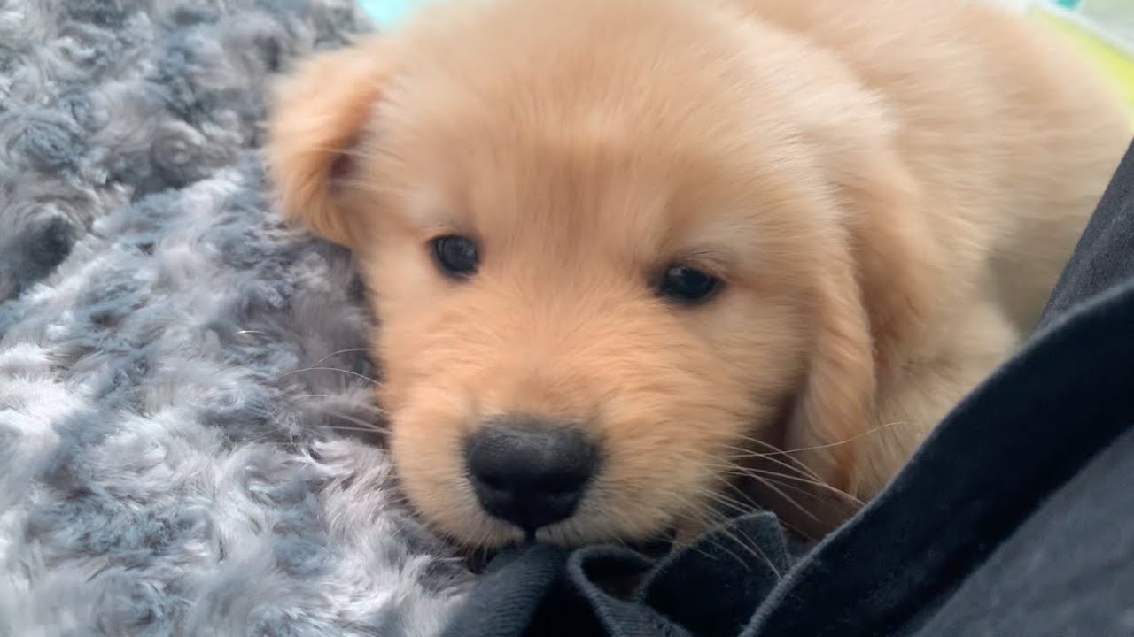 未公開 都内在住一人暮らし ゴールデン子犬と過ごす初めての夜 Youtube 未公開 都内在住一人暮らし ゴールデン子犬と過ごす初めての夜 Youtube