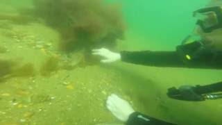 Diving the WW2 SS James Longstreet in Cape Cod Bay