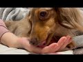 手を舐めるのをやめられない犬 チワックスれあ