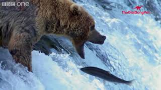 Gấu xám Bắc Mỹ bắt Cá Hồi| THEGIOIDONGVAT.CO