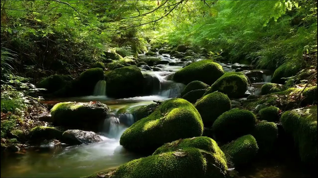 Calm Forest Stream and Bird Chirping, Nature Relaxation, Stress Relief