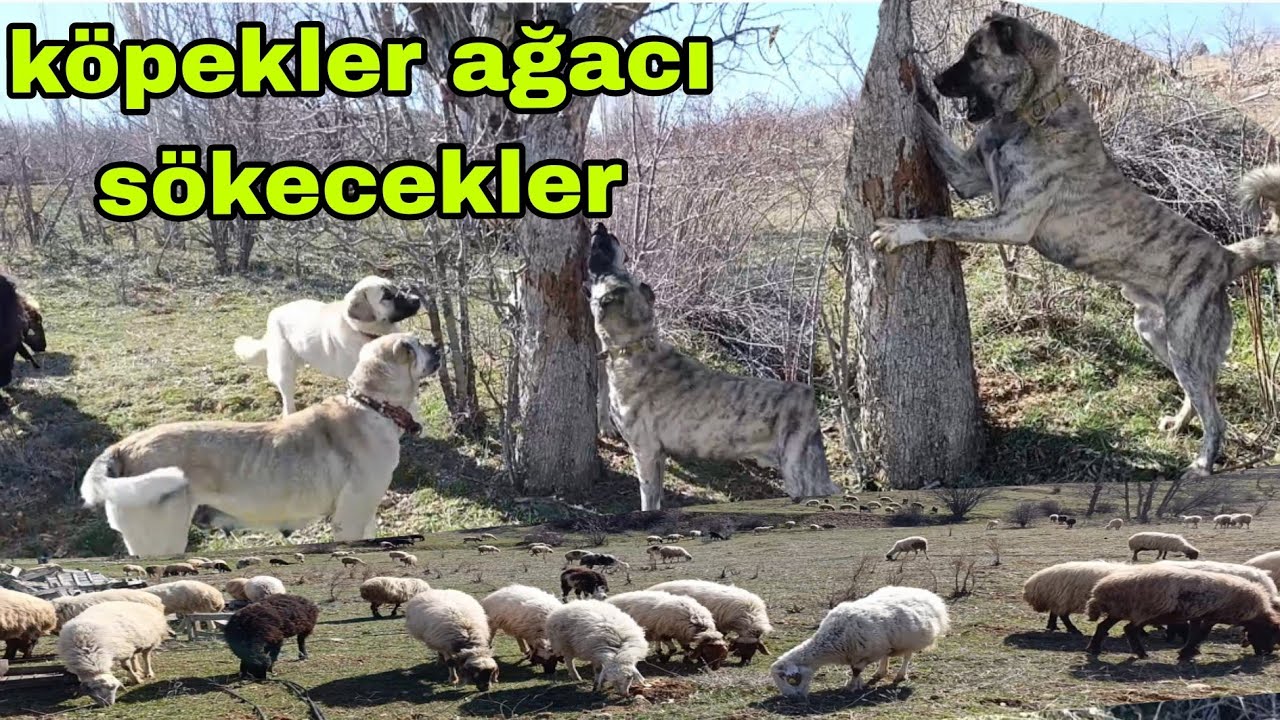 Meramız Çok Güzel Koyun Doyuyor Köpekler Bir Sincap İçin Ağacı Sökecekler 