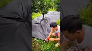 TEKNOLOGI PERTANIAN BEBAS GULMA DENGAN MULSA WEEDMAT #weedmat #mulsa #gulma #gardening #weedcontrol