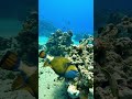 Hungry Fish Trigerfish Redsea Diving Rasmohamed 