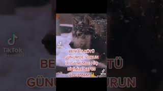 Kurt Gece Ayazda Cıkar Ama O Ayazıda Unutmaz🇹🇷🇹🇷🇹🇷🇹🇷🐺🐺🐺🐺🐺🤘🤘🤘