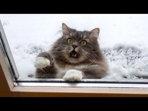 RELIEVE STRESS & LAUGH with the FUNNIEST ANIMALS