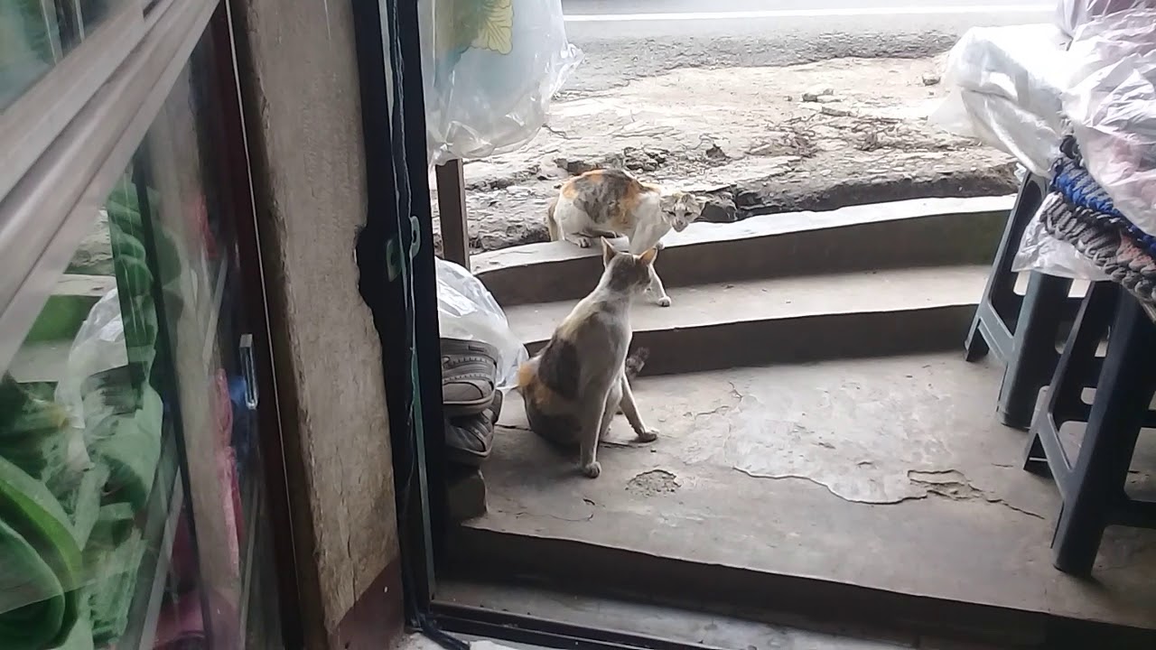 Cat Chases Cat YouTube