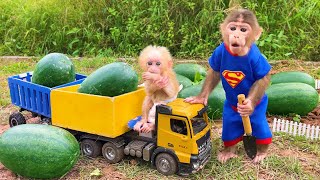 Daddy Monkey Bu Bu And Baby Monkey Obi Go To Husband Watermelon
