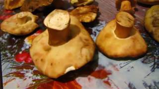 Каштановый гриб (Gyroporus castaneus)