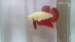 ปลากัดสัตว์น้ำประจำชาติ, Red Dragon Betta Fish