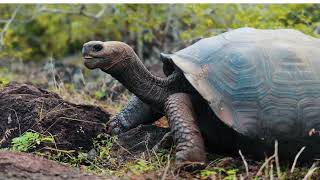 Galapagos Natural Life