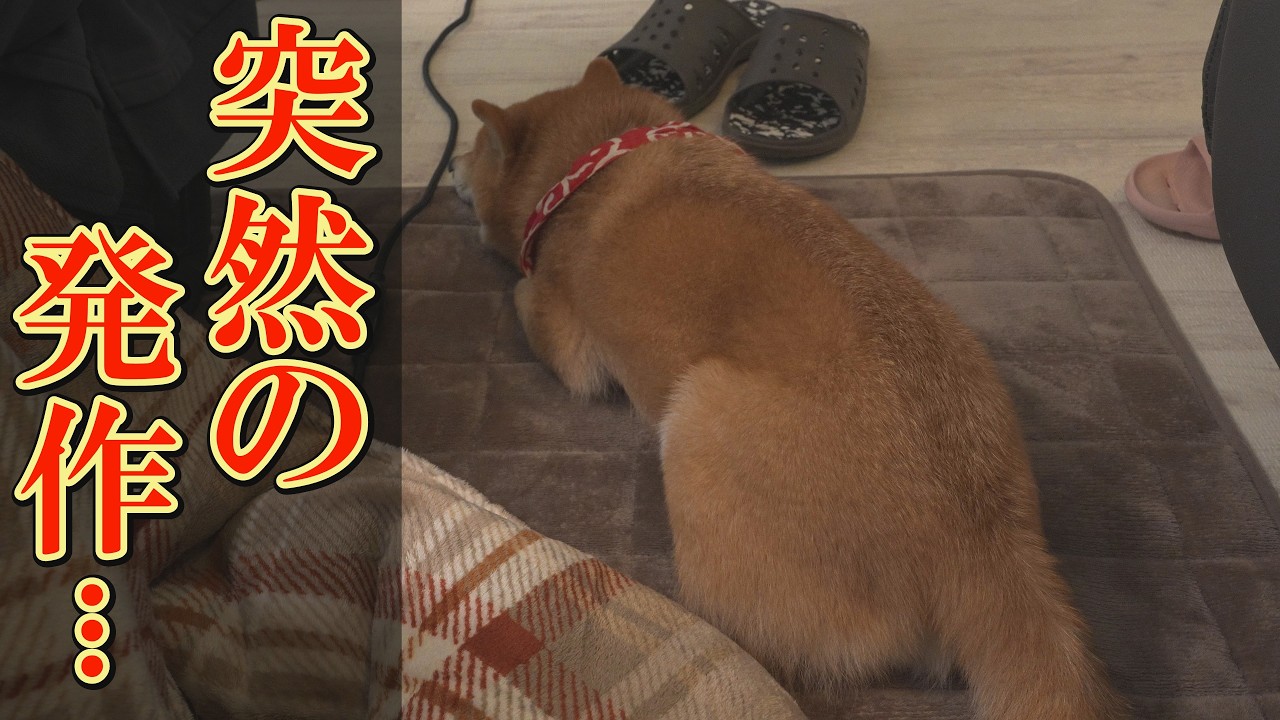 【感動】兄のてんかん発作に気付いた弟柴犬の行動が優しすぎて、ジーンときました。