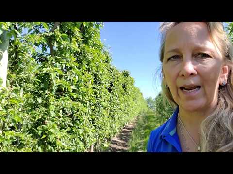 Video: Leafroller Control - Hoe planten te behandelen die zijn aangetast door Leafrollers